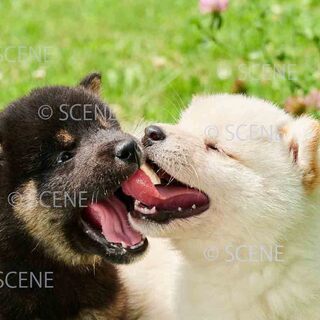 仔犬写真撮影の助手