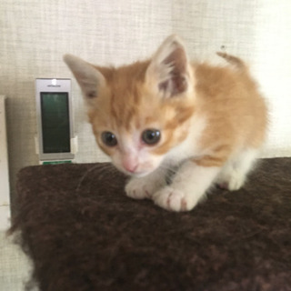 ちゃとら♂♀里親さん決まりました(^^)かわいい子たちのお問い合...