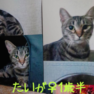 【避妊済 1歳半】3匹の猫の譲り手を探しています。