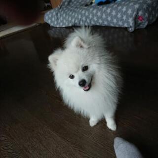 ポメラニアン 