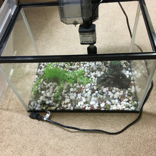 40cm水槽 ご希望の方一式譲ります