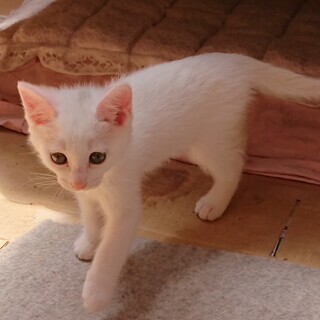 子猫の里親全部決定しました。募集は終了します！！