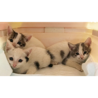 生後１ヶ月半の子ねこの里親さんを募集しています！★おうちが決まり...