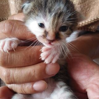 子猫2匹　里親様決定しました。