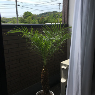 フェニックス ロベレニー の画像
