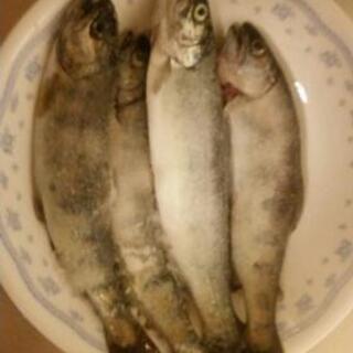 釣り友募集です(^○^)