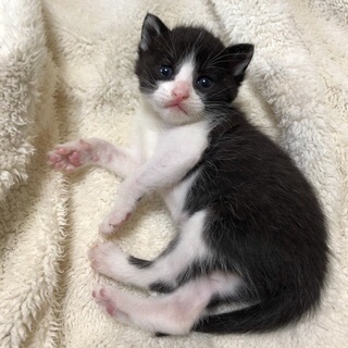 くっきりキレイなハチワレのハチコちゃん − 静岡県