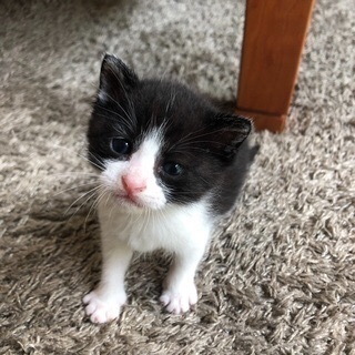 くっきりキレイなハチワレのハチコちゃん - 猫