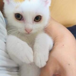 ダイズちゃん茶白ねこ　里親募集