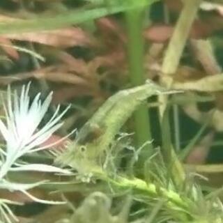 【多数購入で値引きあり】『ミナミヌマエビ』(アクアリウム テラリウム 水草 熱帯魚)の画像