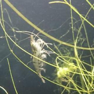 【多数購入で値引きあり】『ミナミヌマエビ』(アクアリウム テラリウム 水草 熱帯魚)の画像