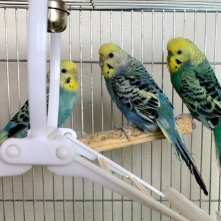 セキセイインコの幼鳥の里親様募集