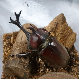カブトムシ成虫 譲りますの画像