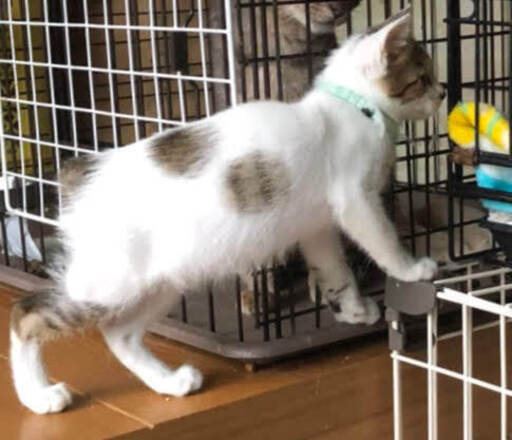 楽天市場】茶トラ 子猫の通販