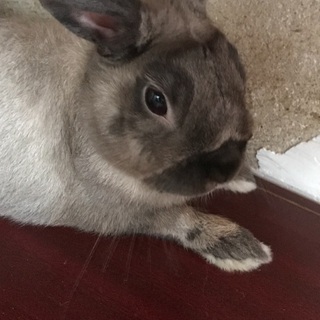 うさぎ   里親募集です