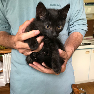 黒にトラ模様の生後2ヶ月ほどの男の子