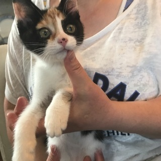 三毛猫。可愛くて元気な子猫ちゃん - 猫