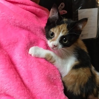 三毛猫。可愛くて元気な子猫ちゃん - 羽村市