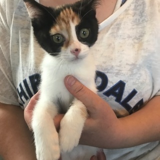 三毛猫。可愛くて元気な子猫ちゃん − 東京都