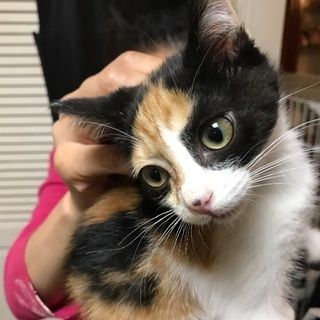 三毛猫。可愛くて元気な子猫ちゃん