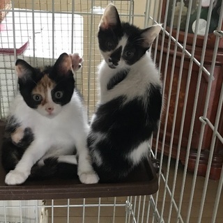 三毛猫。可愛くて元気な子猫ちゃん - 里親募集