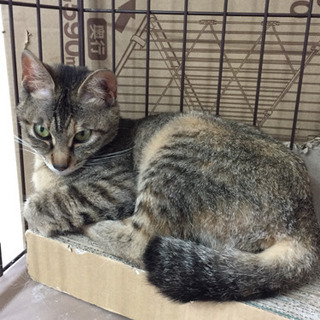 里親さん募集 − 大阪府