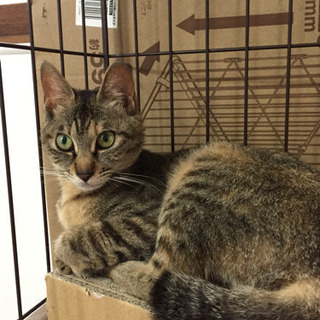 里親さん募集 - 中百舌鳥