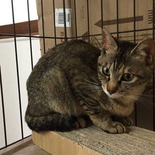 里親さん募集 - 猫