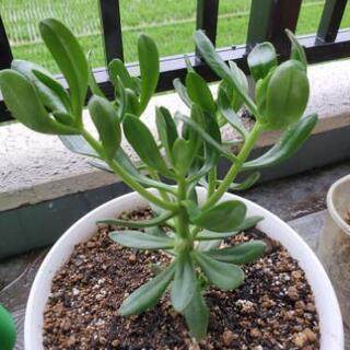 食べれる　多肉植物　セダン草