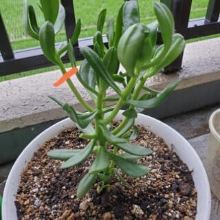 食べれる　多肉植物　セダン草の画像