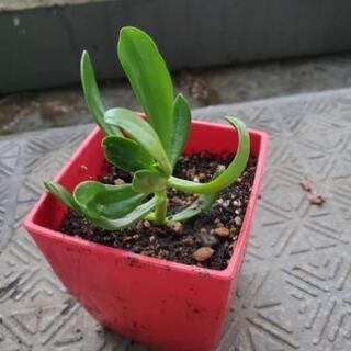 食べれる　多肉植物　セダン草の画像