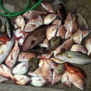 釣り仲間募集！