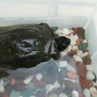 クサガメ里親募集（引渡先決定しました)