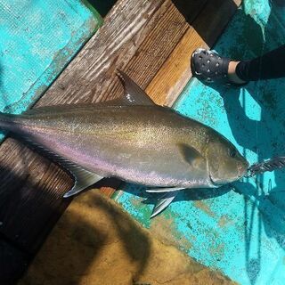 釣り仲間募集！ - 浦安市