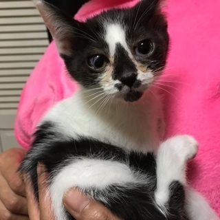 子猫。抱っこ大好きな甘えん坊の白黒ちゃん♀