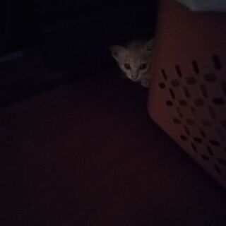 茶トラ 女の子 - 猫