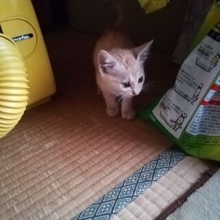 茶トラ 女の子 − 鳥取県
