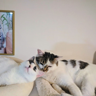 甘えんぼ猫ちゃん里親様募集
