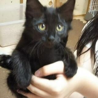 ちょっと長毛の黒猫ちゃん  2カ月の女の子