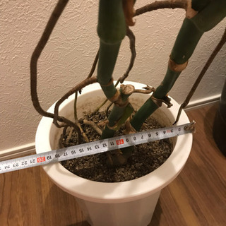 ★★根上り大型モンステラ★★100cm