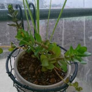 水草ポット