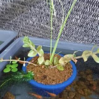 水草ポット2