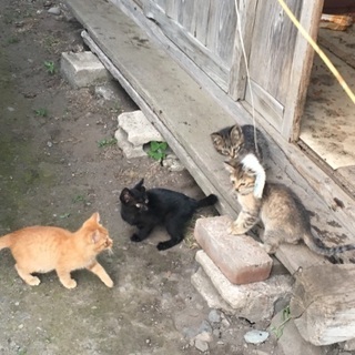 急募 生後三ヶ月の子猫の里親募集です！