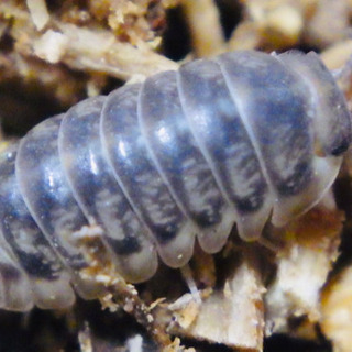 【超レア】【美麗国産種】トウキョウコシビロダンゴムシ4匹＋死着保...