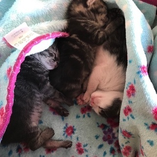 【里親さん決まりました】子猫里親さん募集