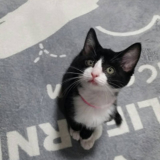 人が大好き、寂しがり屋のひなたちゃん