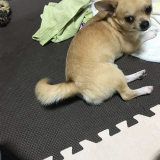 茶色スムーチ チワワ オス3歳 - 犬