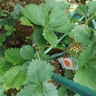いちご苗　