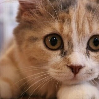【友活♡】7月6日（土）17時♡犬猫・動物が好き会♡好きが一緒だと話が盛り上がる♡動物の好きな仕草♡可愛いところなど共感♡初参加・1人参加大歓迎♡愛知★名古屋★金山駅徒歩１分！【アットホーム・少人数】【クオカードキャンペーン♡女性限定】 - イベント