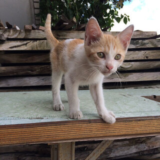 白/茶の仔猫 ♀